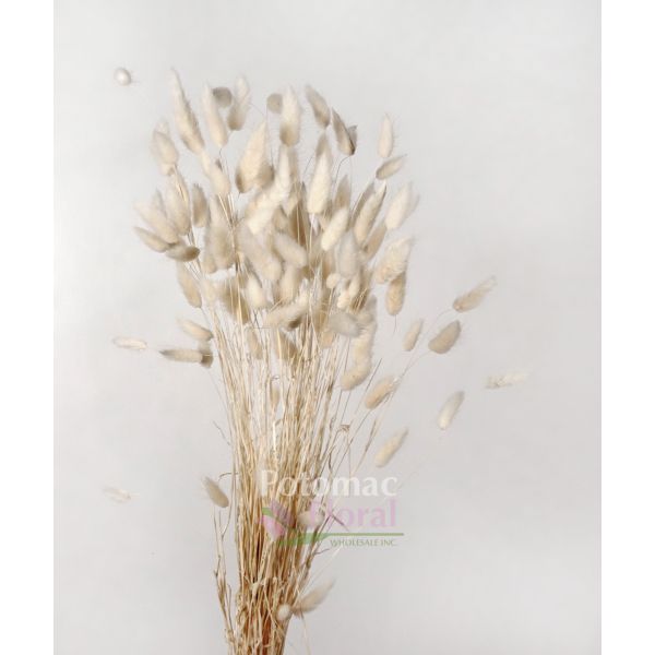 Bunny Tails Bleached Potomac Floral Wholesale